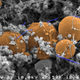Bacteria Candidatus Desulforudis audaxviator (azúl) que sobrevive gracias al hidrógeno producido por la radiolisis del agua a gran profundidad.